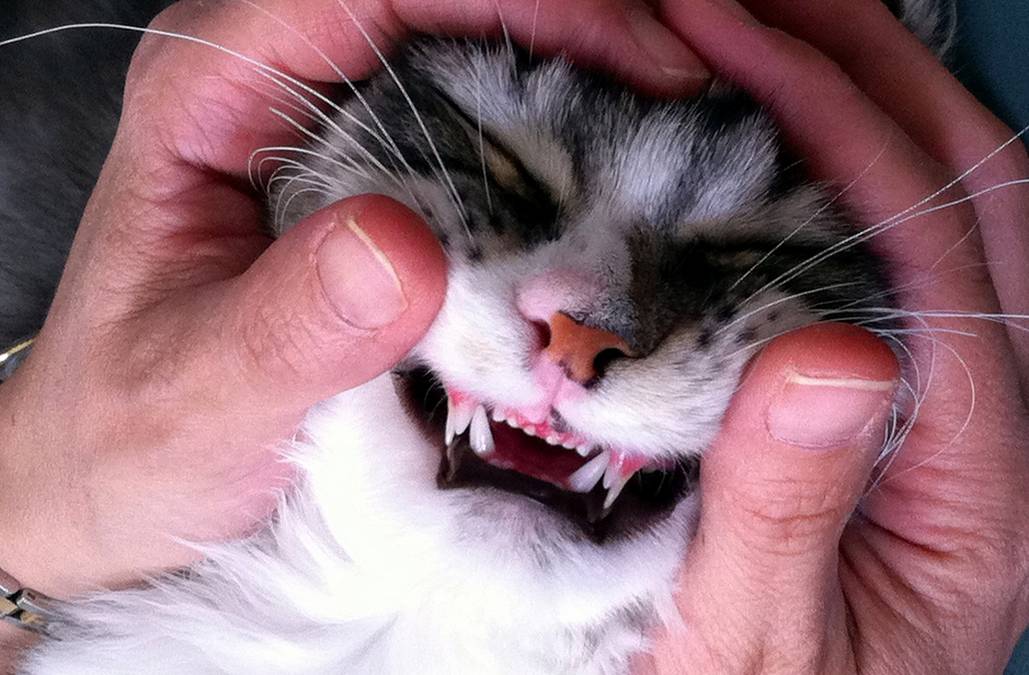 la cavidad bucal del gatito