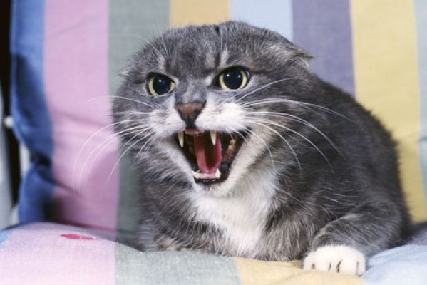 Miedo en la gata