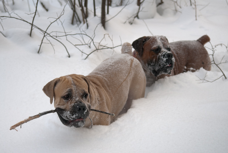ejercicio físico del boerboel