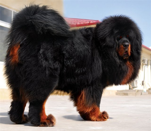 Raza de perro mastín tibetano