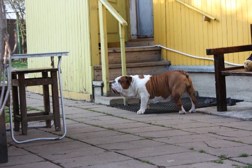 Meningitis en perros