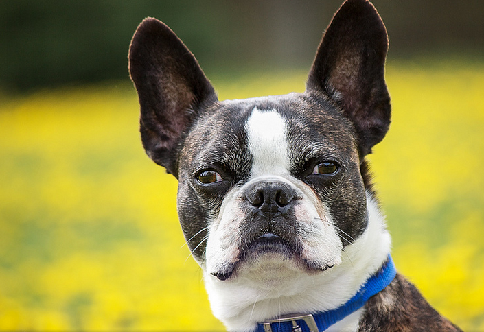 Boston terrier (terrier de Boston)