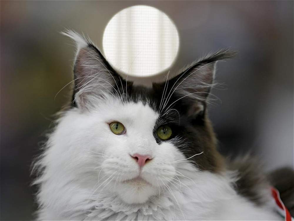 Maine Coon