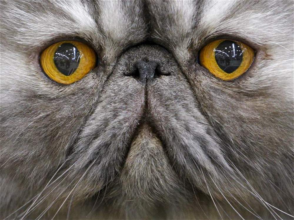 mirada cautivadora