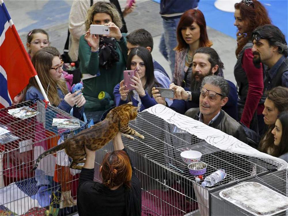 Los espectadores fotografían al gato bengalí