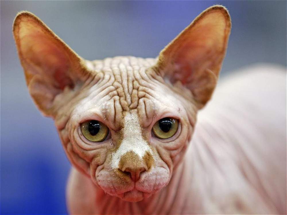 misterioso Sphynx