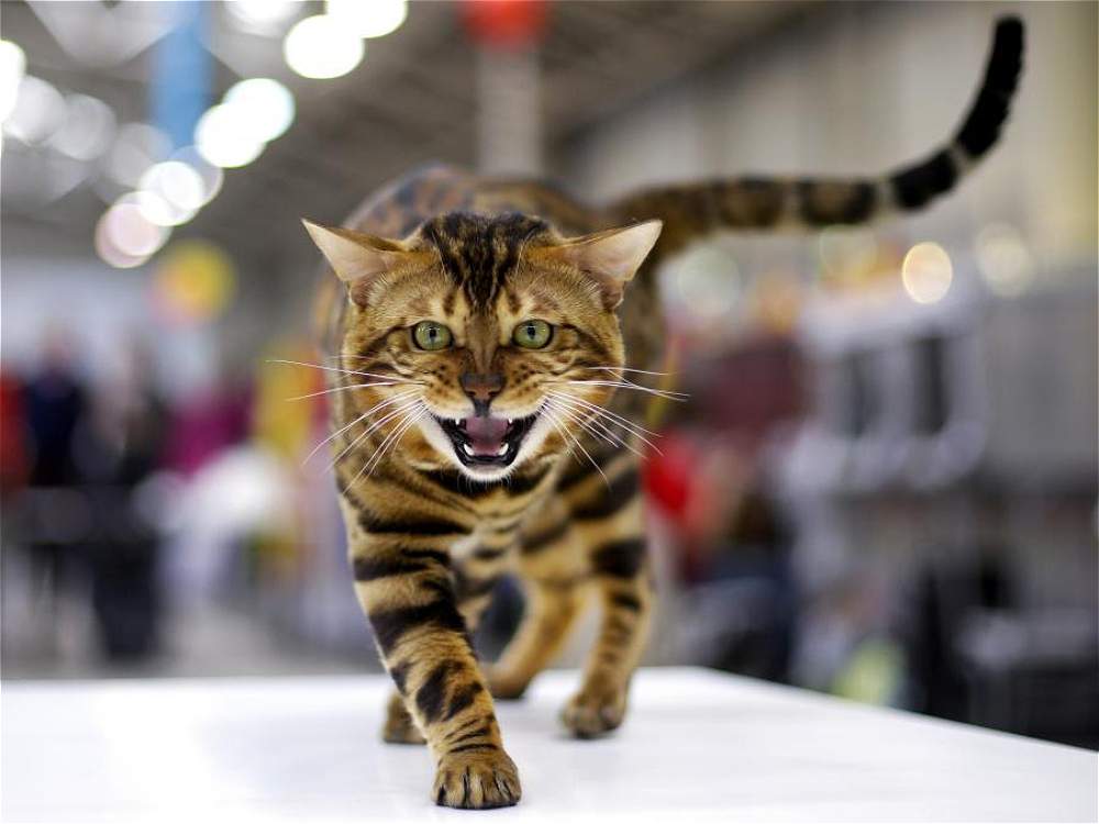 Hermoso bengalí desfila por la pasarela