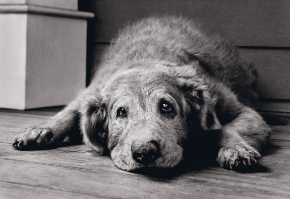 Enfermedades de perros viejos