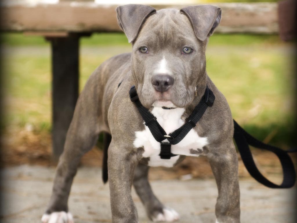 pitbull terrier americano joven
