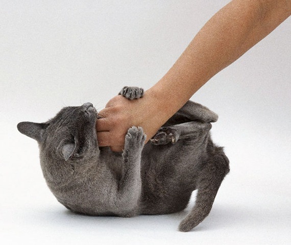 por qué la gata muestra agresión