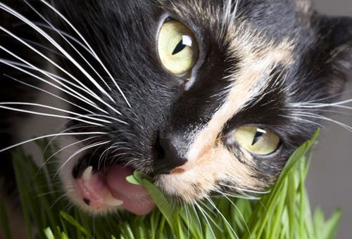Katze frisst Blumen