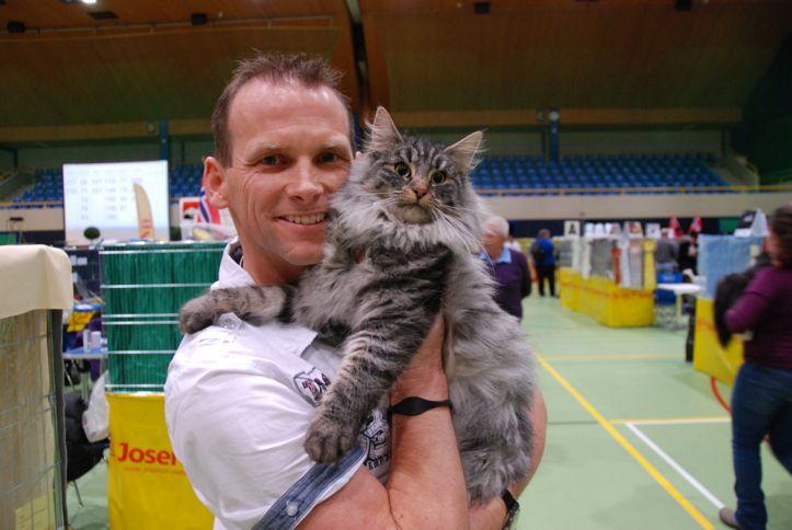 estrella de la exposición: Maine Coon Ángel