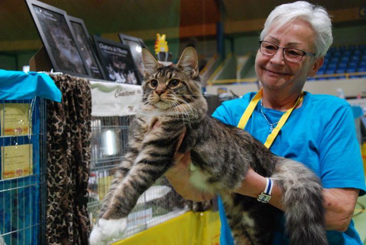 Maine Coon llamado Bairat