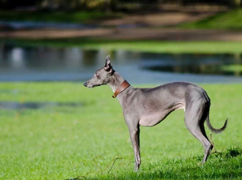 Galgo