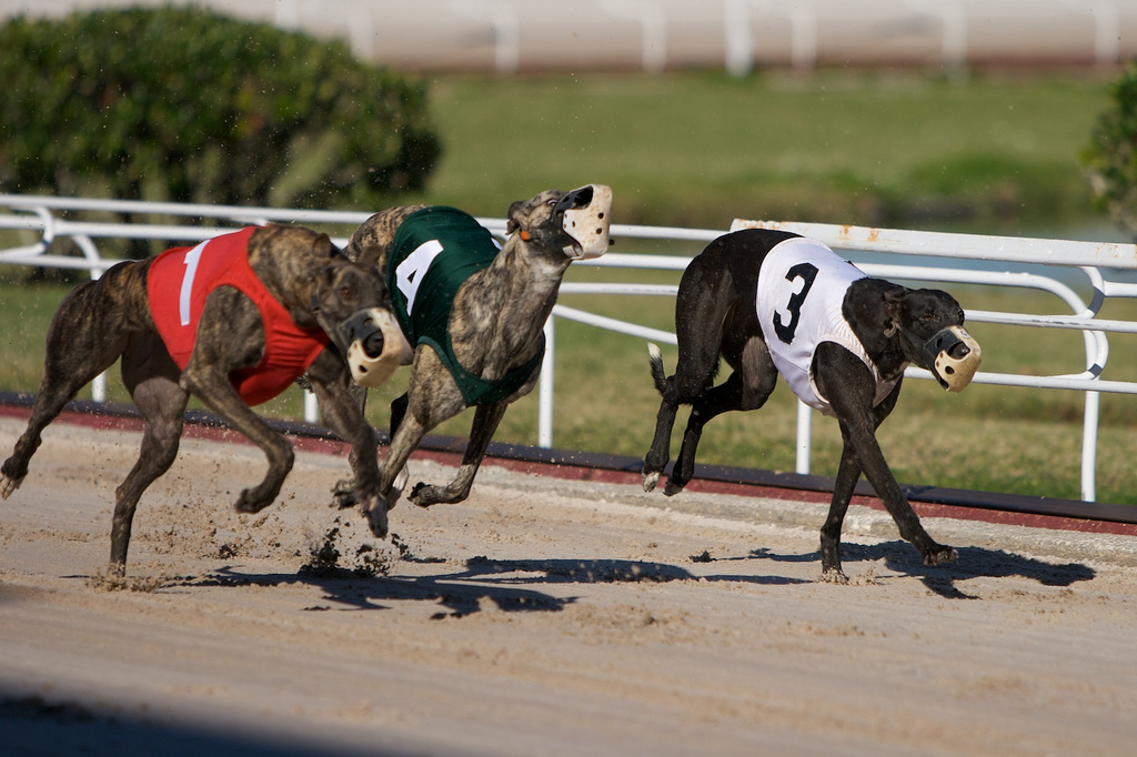 Galgo