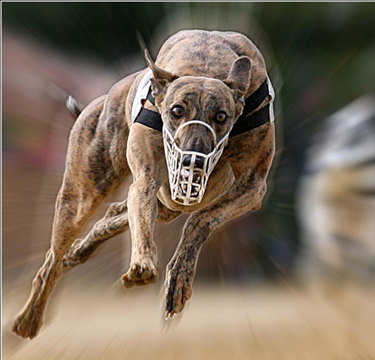 Galgo
