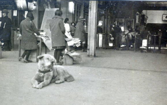 fotografía real de Hachiko en vida