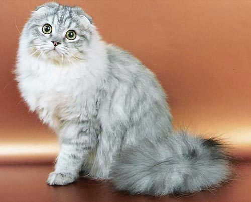 aspecto de los gatos de la raza Highland Fold
