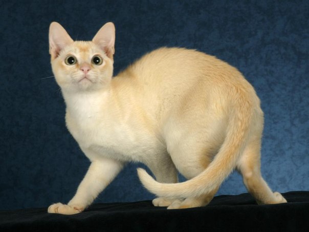 Gato tonkinés