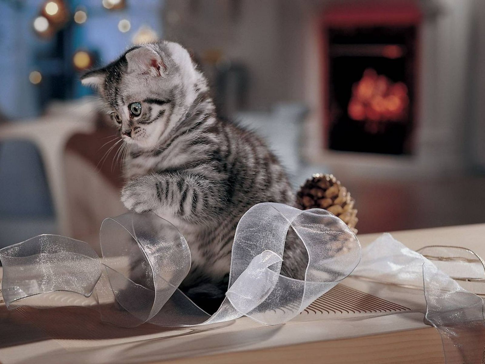 cómo vender gatitos