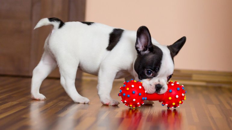 Spielzeug für Hunde