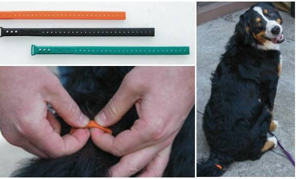 dispositivo para traducir emociones caninas