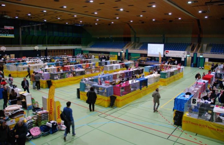 exposición felina en Suiza