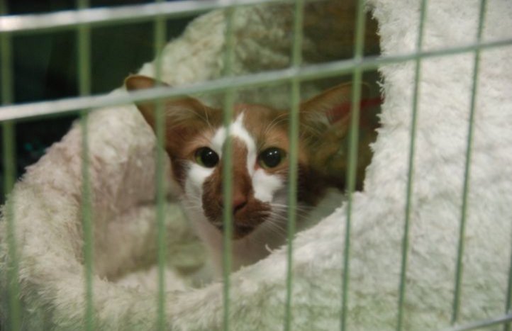 Participante de la exposición felina en Suiza