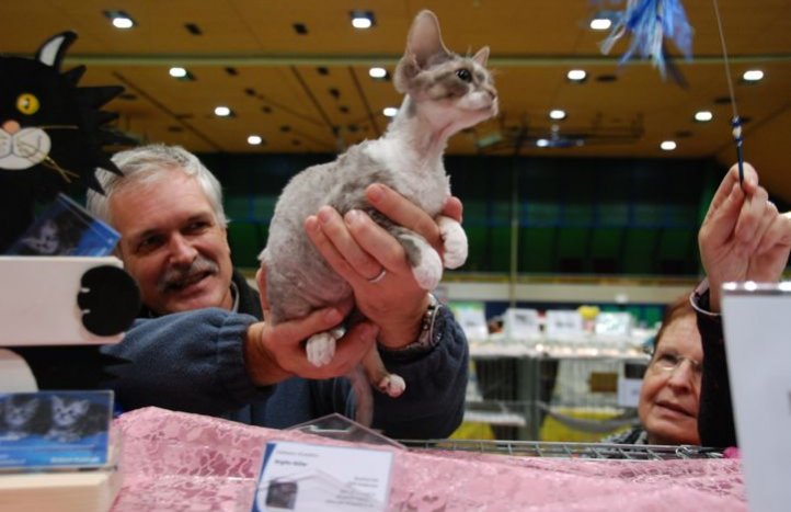 exposición felina en Suiza - labor del jurado