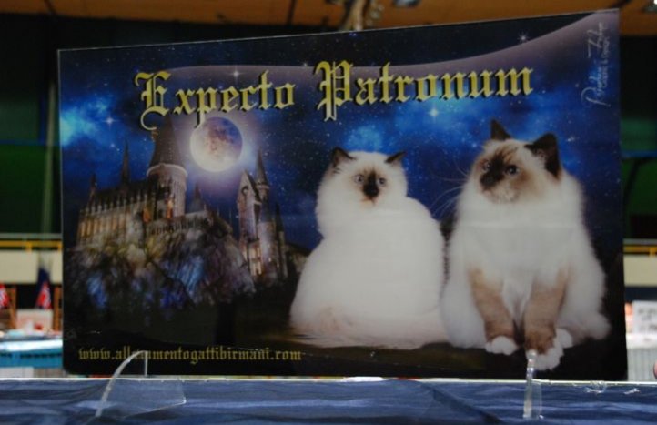 Harry Potter y los amantes de los gatos