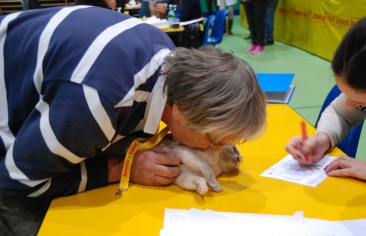 arbitraje en la exposición de gatos en Suiza
