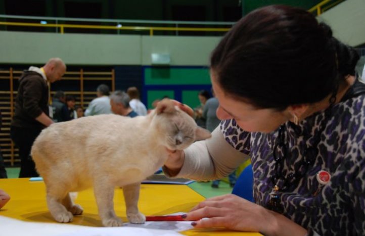 jurado en un concurso de gatos
