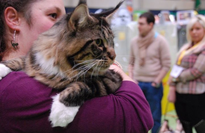 gato guapo en una exposición
