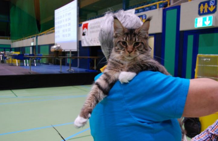 gato al que le gusta sentarse en el hombro