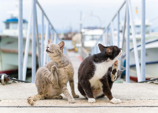 por qué el gato se rasca