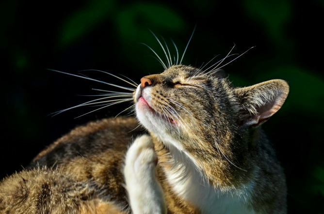 Tome medidas preventivas para su mascota con antelación