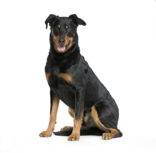Foto de Beauceron