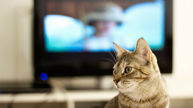 Cómo percibe la mascota el vídeo