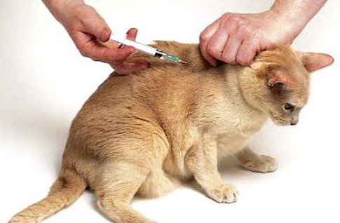 Cómo poner una inyección a un gato correctamente
