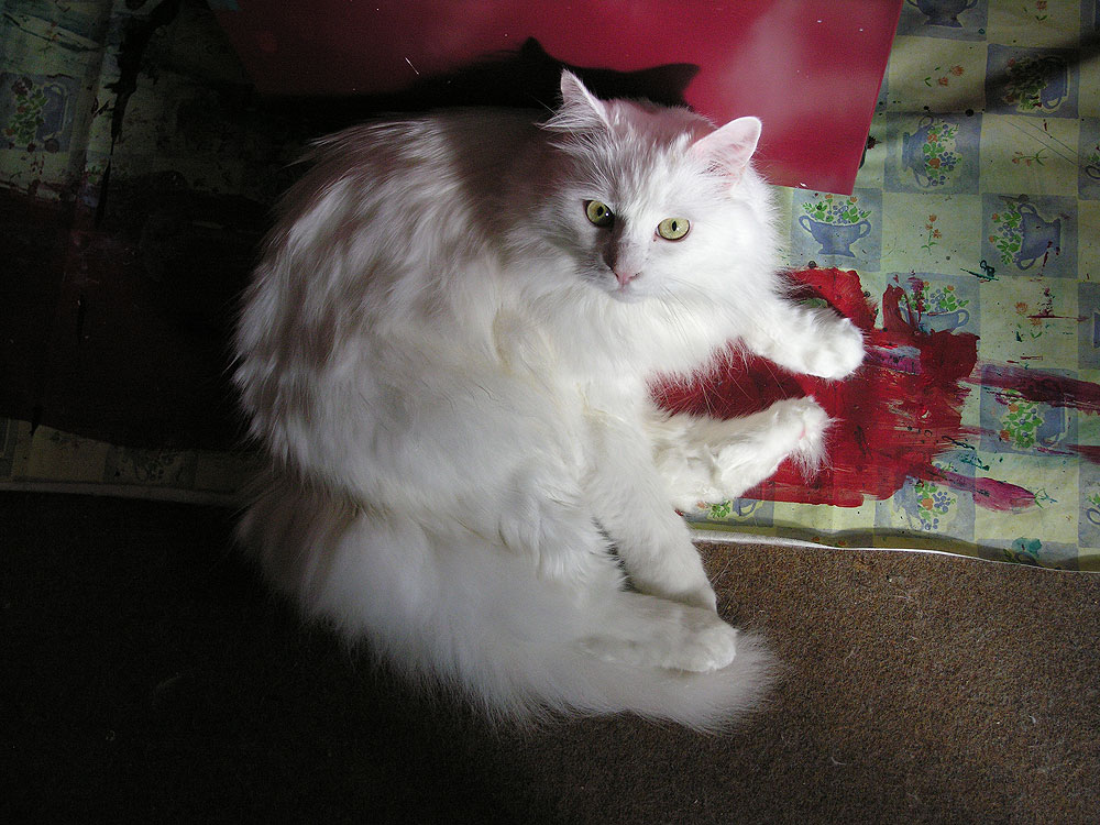 Angora Turco