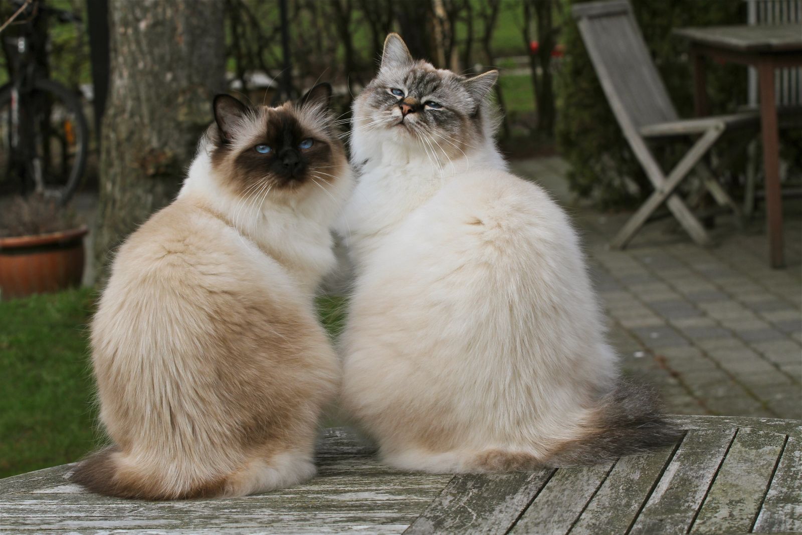 Birmanos sagrados