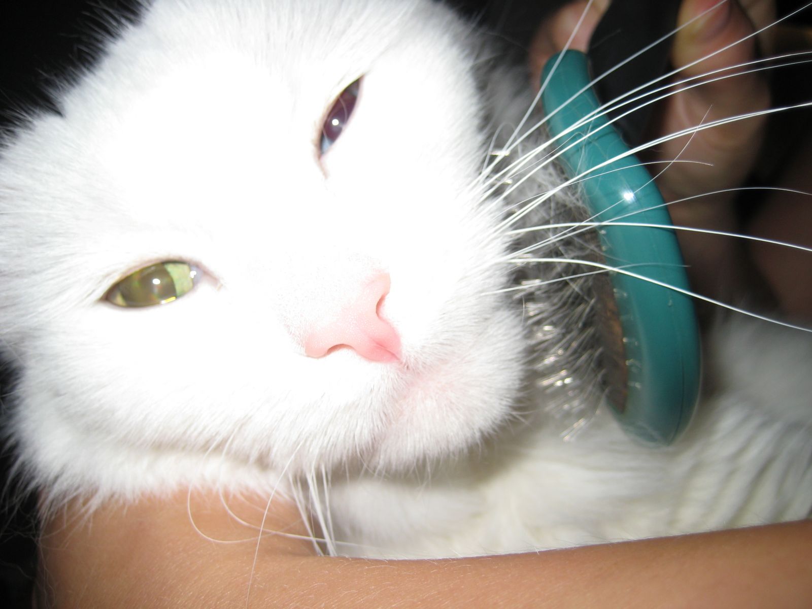 Cuidado de las gatas de pelo largo