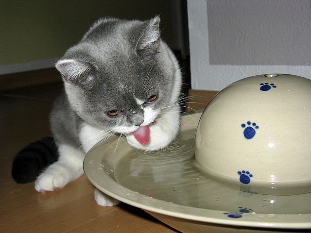 pautas de consumo de agua para gatos