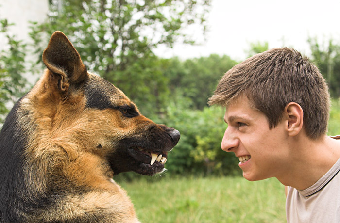 agresión territorial en perros