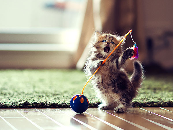 a quién vender un gatito