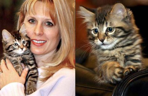 El primer gato clonado: Little Nicky
