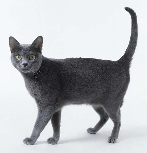 Gatos de la raza Korat