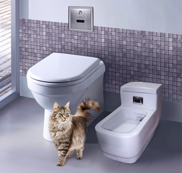 Wie gewöhne ich ein Kätzchen an die Toilette?