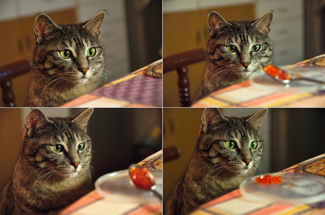 El gato come caviar rojo