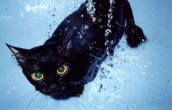 ¿Temen los gatos al agua?